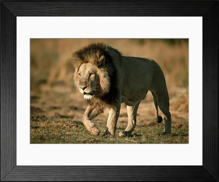 Framed Print : Male Lion on the move, Okavango Delta, Botswana Framed Print : Male Lion on the move, Okavango Delta, Botswana