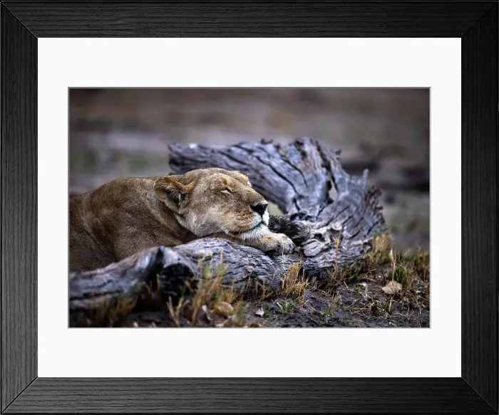 Framed Print : Lioness sleeping on log, Okavango Delta, Botswana
