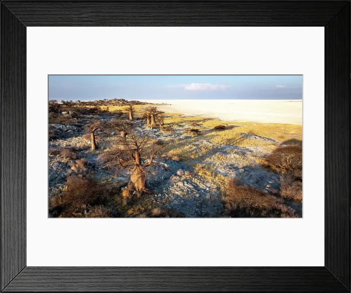 Framed Print : Baobab Trees of Kubu Island, Makgadikgadi Salt Pans, Botswana Framed Print : Baobab Trees of Kubu Island, Makgadikgadi Salt Pans, Botswana
