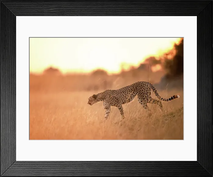 Framed Print : Cheetah on the prowl, Okavango Delta, Botswana Framed Print : Cheetah on the prowl, Okavango Delta, Botswana