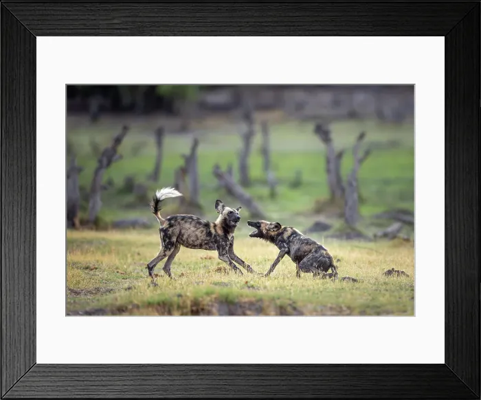 Framed Print : African Wild Dog pups at play, Okavango Delta, Botswana