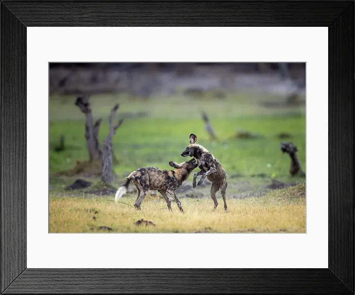Framed Print : African Wild Dog pups at play, Okavango Delta, Botswana Framed Print : African Wild Dog pups at play, Okavango Delta, Botswana