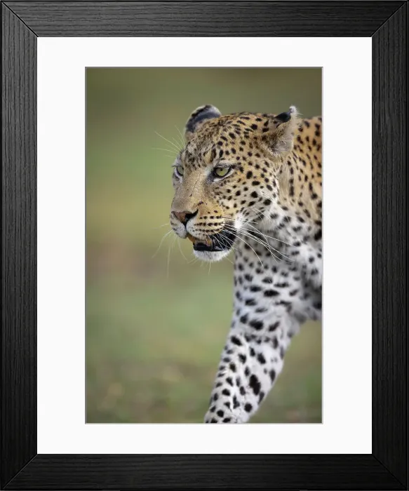 Framed Print : Leopard on the move, Okavango Delta, Botswana Framed Print : Leopard on the move, Okavango Delta, Botswana