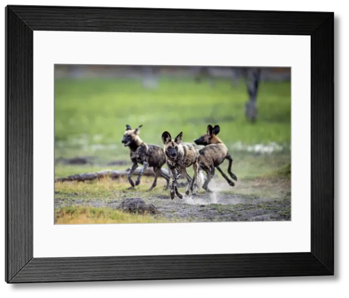 Framed Print : African Wild Dog pups at play, Okavango Delta, Botswana Framed Print : African Wild Dog pups at play, Okavango Delta, Botswana