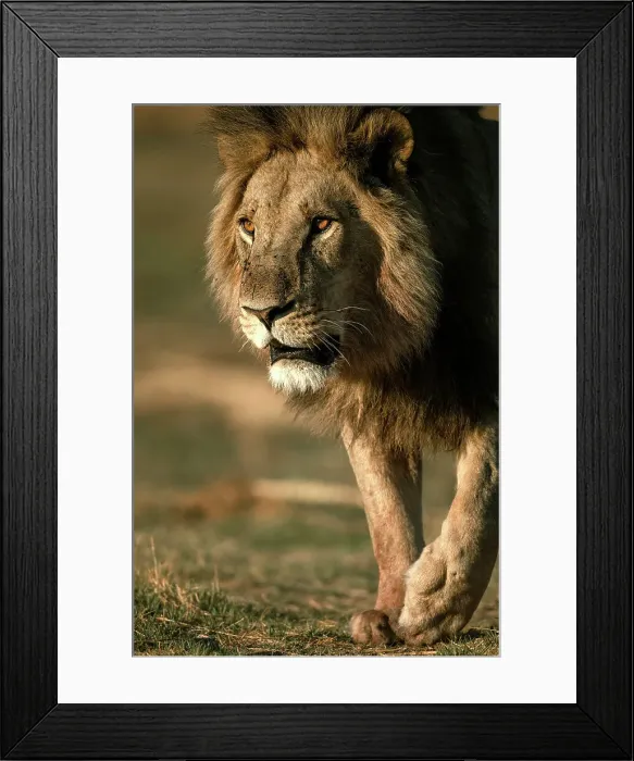 Framed Print : Male Lion on the move, Okavango Delta, Botswana Framed Print : Male Lion on the move, Okavango Delta, Botswana