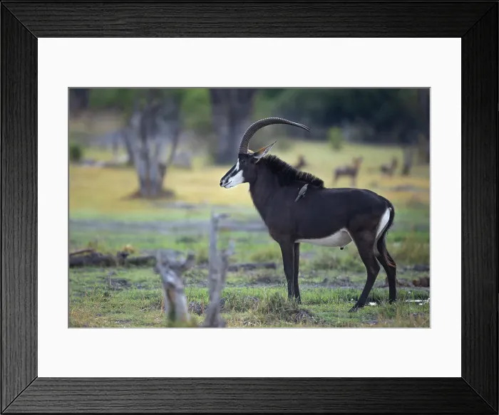 Framed Print : Sable Antelope, Okavango Delta, Botswana Framed Print : Sable Antelope, Okavango Delta, Botswana
