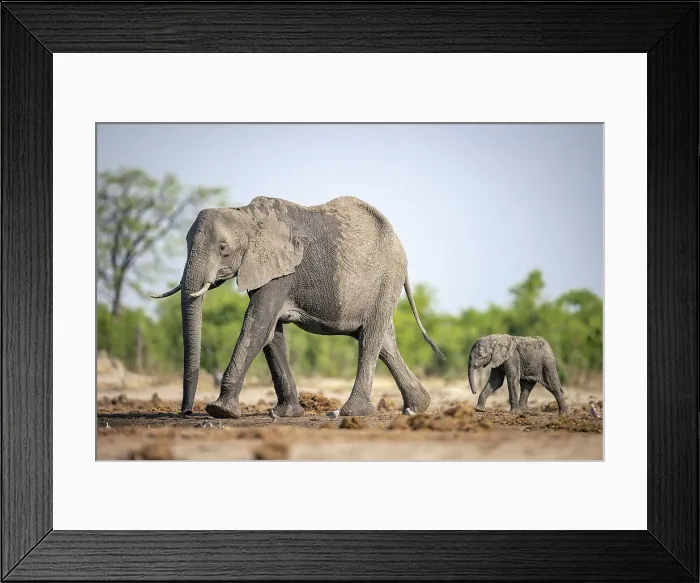 Framed Print : Elephant calf and mother, Okavango Delta, Botswana