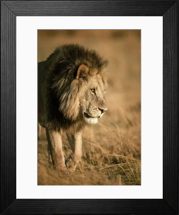 Framed Print : Male Lion on the move, Okavango Delta, Botswana Framed Print : Male Lion on the move, Okavango Delta, Botswana