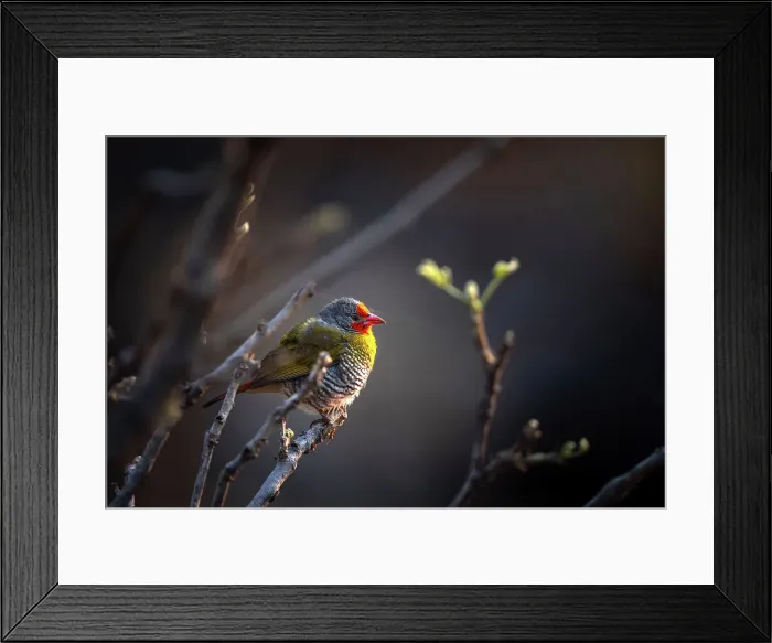 Framed Print : Green Winged Pytilia, Okavango Delta, Botswana Framed Print : Green Winged Pytilia, Okavango Delta, Botswana
