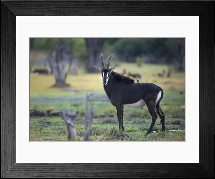 Framed Print : Sable Antelope, Okavango Delta, Botswana Framed Print : Sable Antelope, Okavango Delta, Botswana