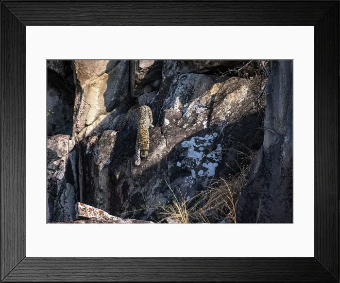 Framed Print : Leopard on the rocks, Savuti, Botswana Framed Print : Leopard on the rocks, Savuti, Botswana