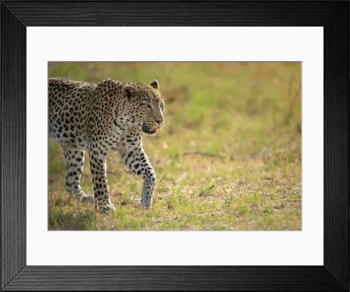 Framed Print : Leopard on the move, Okavango Delta, Botswana Framed Print : Leopard on the move, Okavango Delta, Botswana