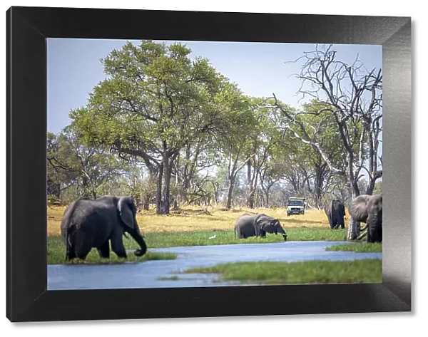 Elephant bulls at the water with safari vehicle, Okavango Delta, Botswana