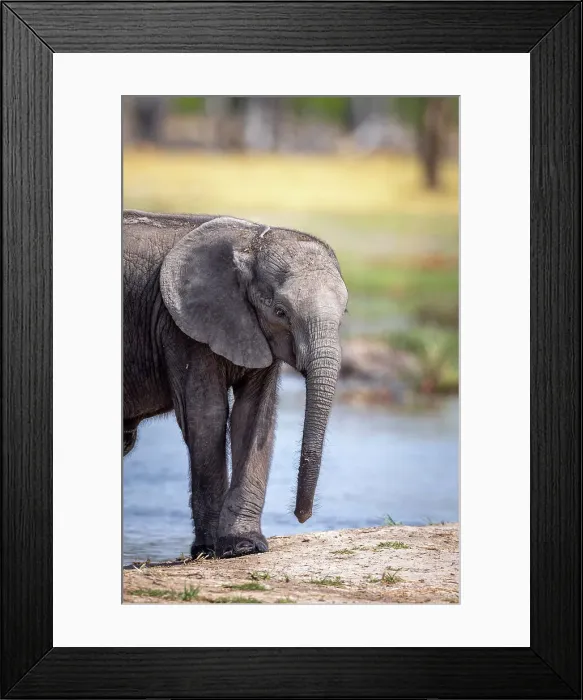 Framed Print : Elephant calf at the water, Okavango Delta, Botswana