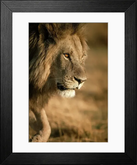 Framed Print : Male Lion on the move, Okavango Delta, Botswana Framed Print : Male Lion on the move, Okavango Delta, Botswana