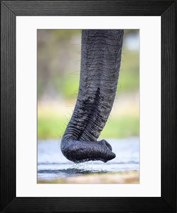 Framed Print : Elephant trunk at the water, Okavango Delta, Botswana Framed Print : Elephant trunk at the water, Okavango Delta, Botswana