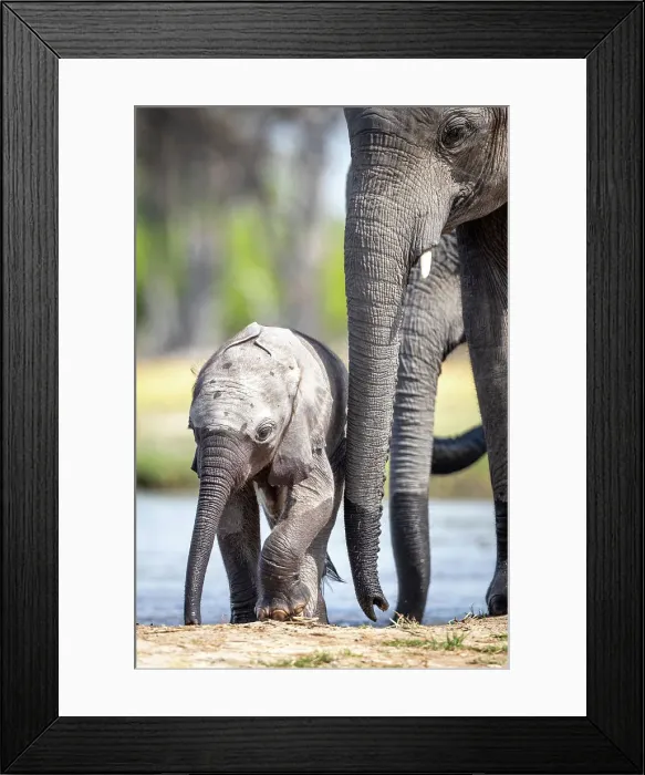 Framed Print : Elephant calf at the water, Okavango Delta, Botswana