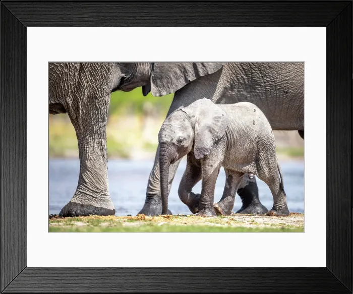 Framed Print : Elephant calf at the water, Okavango Delta, Botswana