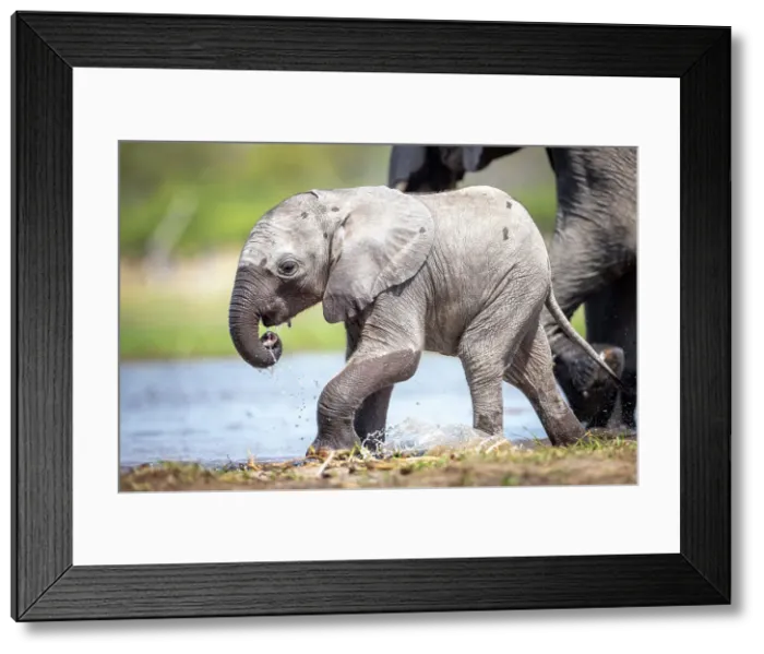 Framed Print : Elephant calf at the water, Okavango Delta, Botswana