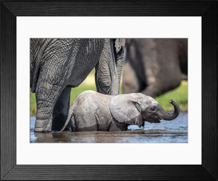 Framed Print : Elephant calf in the water, Okavango Delta, Botswana