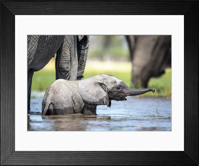 Framed Print : Elephant calf in the water, Okavango Delta, Botswana Framed Print : Elephant calf in the water, Okavango Delta, Botswana