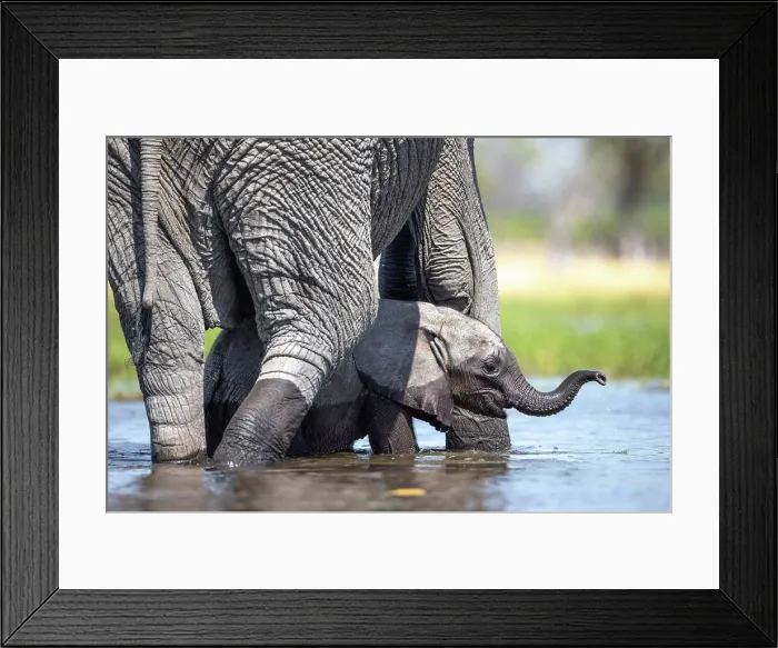 Framed Print : Elephant calf in the water, Okavango Delta, Botswana