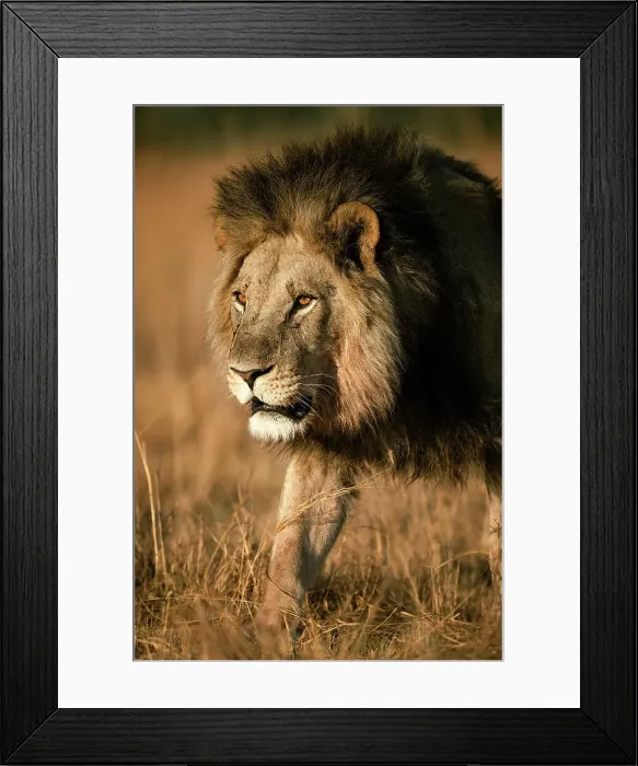 Framed Print : Male Lion on the move, Okavango Delta, Botswana Framed Print : Male Lion on the move, Okavango Delta, Botswana