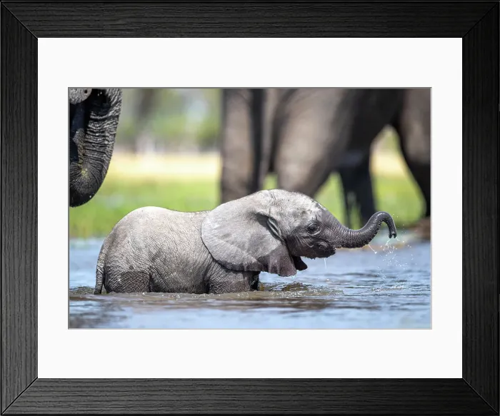 Framed Print : Elephant calf in the water, Okavango Delta, Botswana