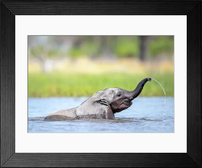 Framed Print : Elephant calf playing in the water, Okavango Delta, Botswana Framed Print : Elephant calf playing in the water, Okavango Delta, Botswana
