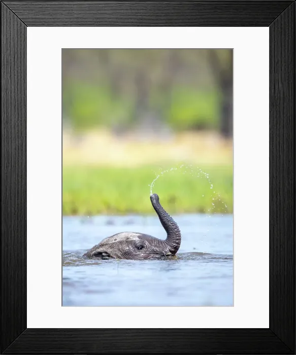 Framed Print : Elephant calf playing in the water, Okavango Delta, Botswana