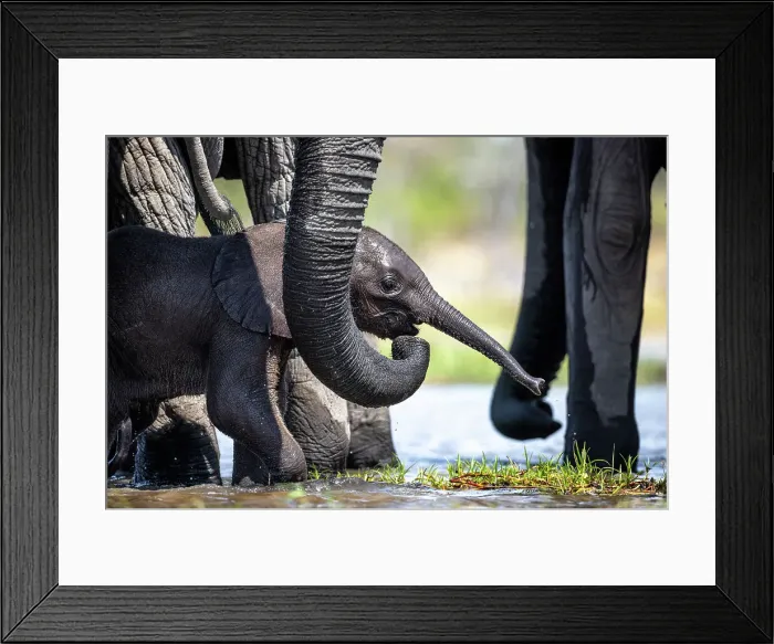 Framed Print : Elephant calf in the water, Okavango Delta, Botswana
