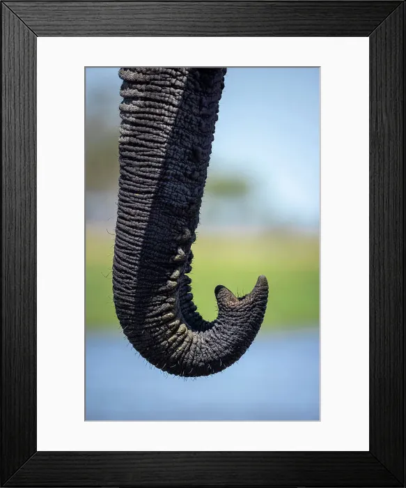Framed Print : Elephant trunk at the water, Okavango Delta, Botswana