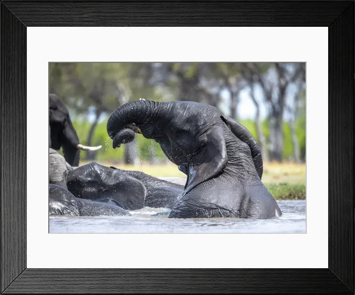 Framed Print : Elephant in the water, Okavango Delta, Botswana Framed Print : Elephant in the water, Okavango Delta, Botswana