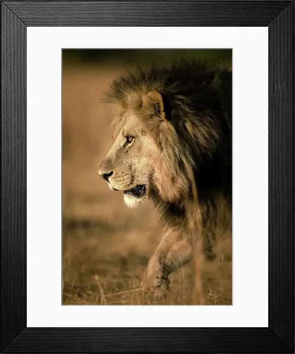Framed Print : Male Lion on the move, Okavango Delta, Botswana Framed Print : Male Lion on the move, Okavango Delta, Botswana
