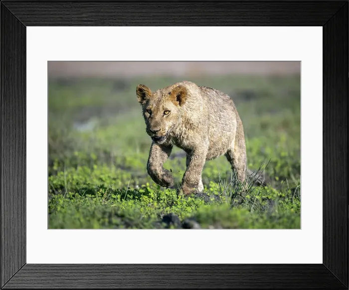 Framed Print : Lion cub, Okavango Delta, Botswana Framed Print : Lion cub, Okavango Delta, Botswana