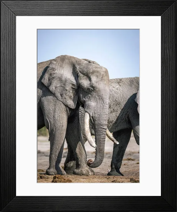 Framed Print : Elephant portrait, Okavango Delta, Botswana Framed Print : Elephant portrait, Okavango Delta, Botswana
