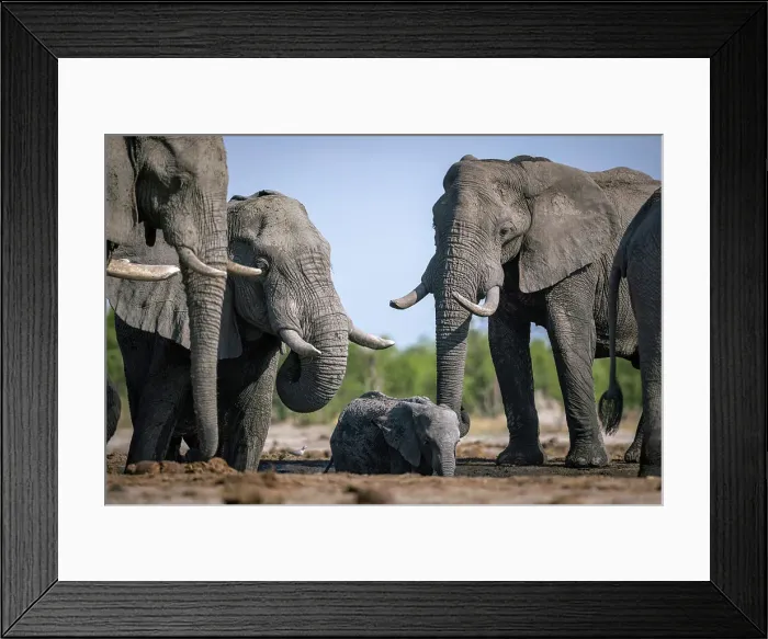 Framed Print : Elephants at the waterhole, Okavango Delta, Botswana Framed Print : Elephants at the waterhole, Okavango Delta, Botswana