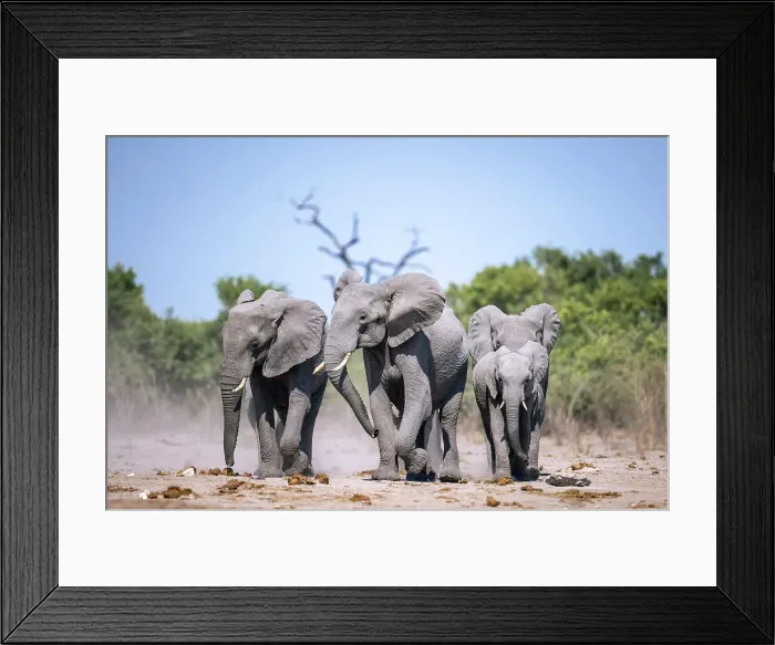 Framed Print : Elephant herd on their way to water, Okavango Delta, Botswana Framed Print : Elephant herd on their way to water, Okavango Delta, Botswana