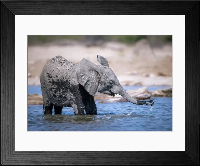 Framed Print : Elephant calf in the water, Okavango Delta, Botswana
