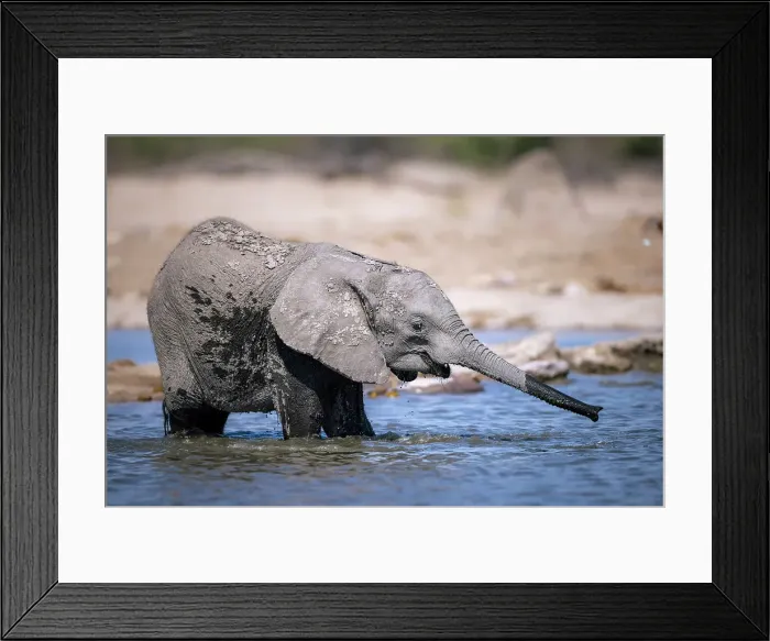 Framed Print : Elephant calf in the water, Okavango Delta, Botswana