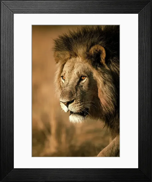 Framed Print : Male Lion on the move, Okavango Delta, Botswana Framed Print : Male Lion on the move, Okavango Delta, Botswana
