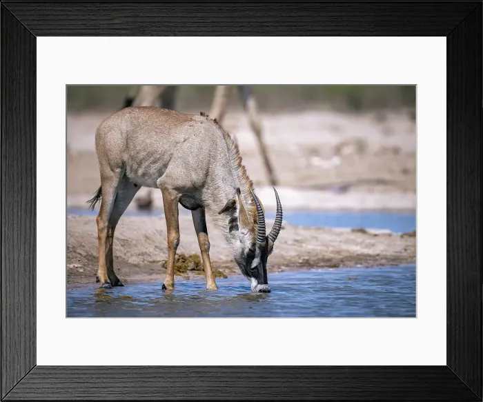 Framed Print : Roan Antelope drinking, Okavango Delta, Botswana Framed Print : Roan Antelope drinking, Okavango Delta, Botswana