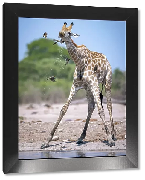 Giraffe drinking, Okavango Delta, Botswana