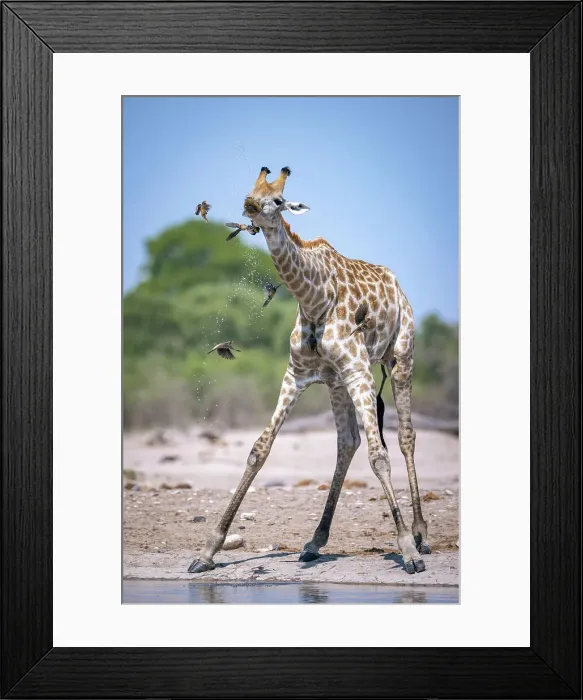 Framed Print : Giraffe drinking, Okavango Delta, Botswana Framed Print : Giraffe drinking, Okavango Delta, Botswana