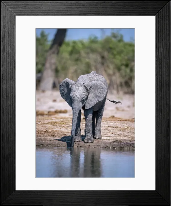 Framed Print : Elephant calf at the water, Okavango Delta, Botswana Framed Print : Elephant calf at the water, Okavango Delta, Botswana