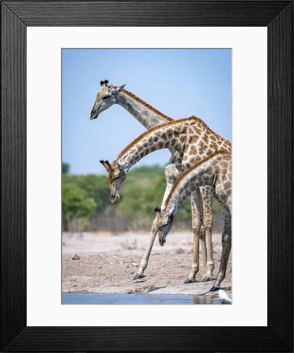 Framed Print : Giraffe drinking, Okavango Delta, Botswana Framed Print : Giraffe drinking, Okavango Delta, Botswana