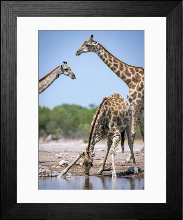 Framed Print : Giraffe drinking, Okavango Delta, Botswana Framed Print : Giraffe drinking, Okavango Delta, Botswana