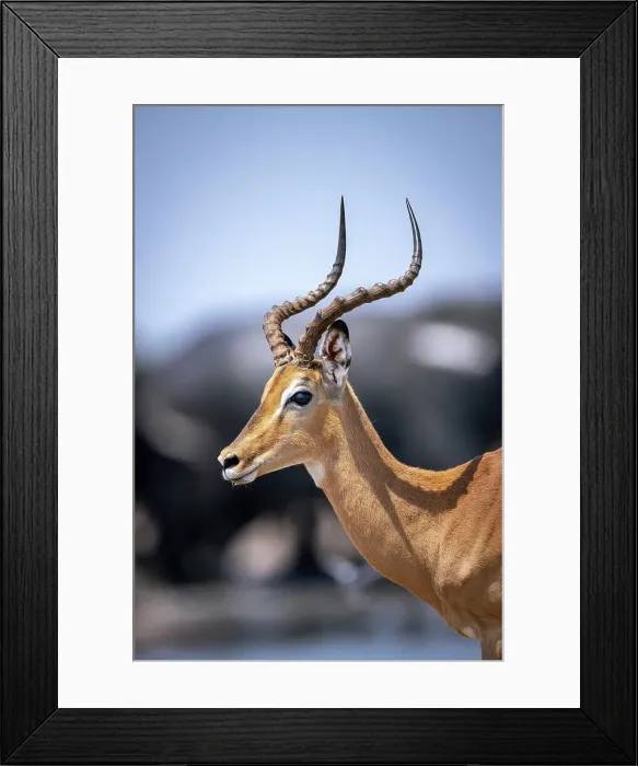 Framed Print : Impala Ram, Okavango Delta, Botswana Framed Print : Impala Ram, Okavango Delta, Botswana