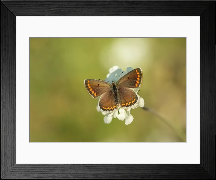 Framed Print : Brown Argus (Aricia agestis), Rhodope Mounatins, Bulgaria Framed Print : Brown Argus (Aricia agestis), Rhodope Mounatins, Bulgaria
