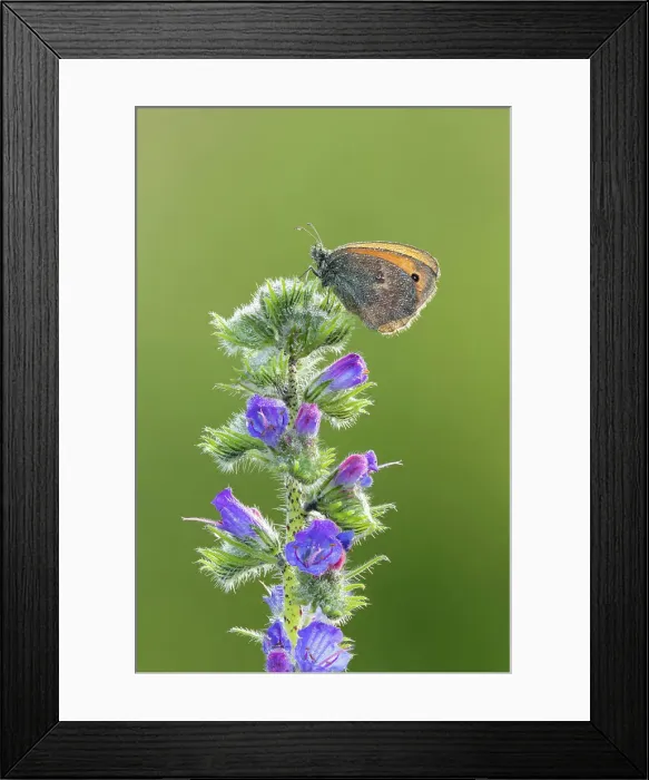 Framed Print : Small Heath Butterfly (Coenonympha pamphilus) roosting on Viper's Bugloss (Echium vulgare), Rhodope Mountains, Bulgaria Framed Print : Small Heath Butterfly (Coenonympha pamphilus) roosting on Viper's Bugloss (Echium vulgare), Rhodope Mountains, Bulgaria